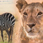 10 Tame Animal Documentaries to Watch with Kids on Apple TV, Prime & Disney Plus