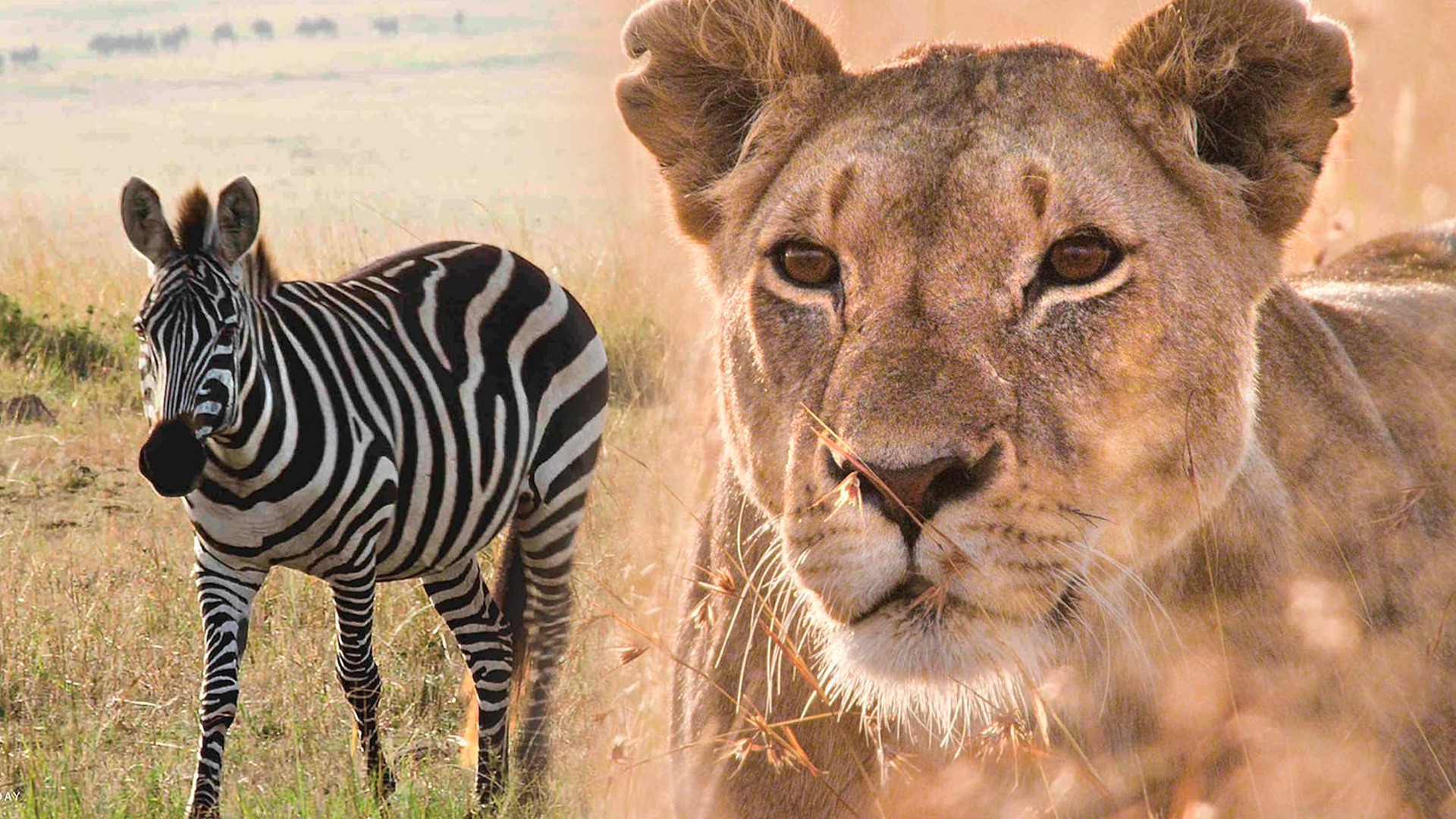 Les 10 meilleurs documentaires animaliers à regarder avec les enfants sur Apple TV, Prime & Disney Plus