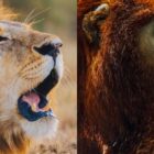 Filming the Sounds of Nature for Apple TV