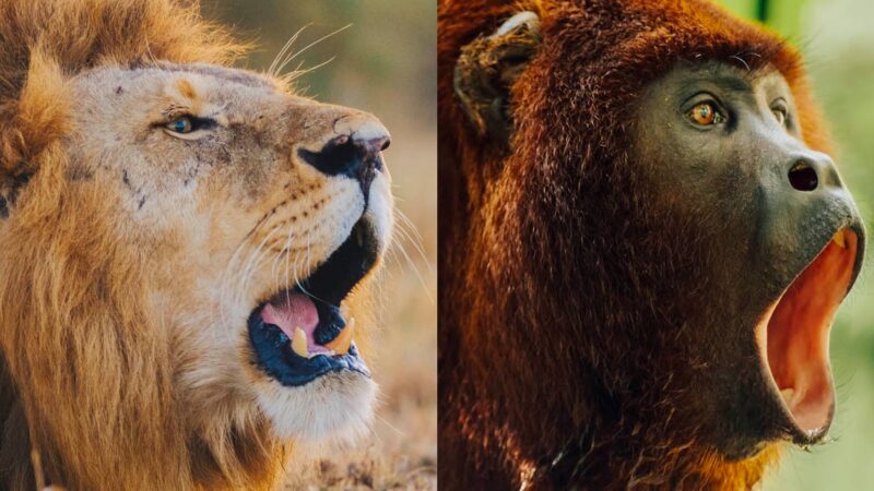 Capturer les sons de la nature pour Apple TV