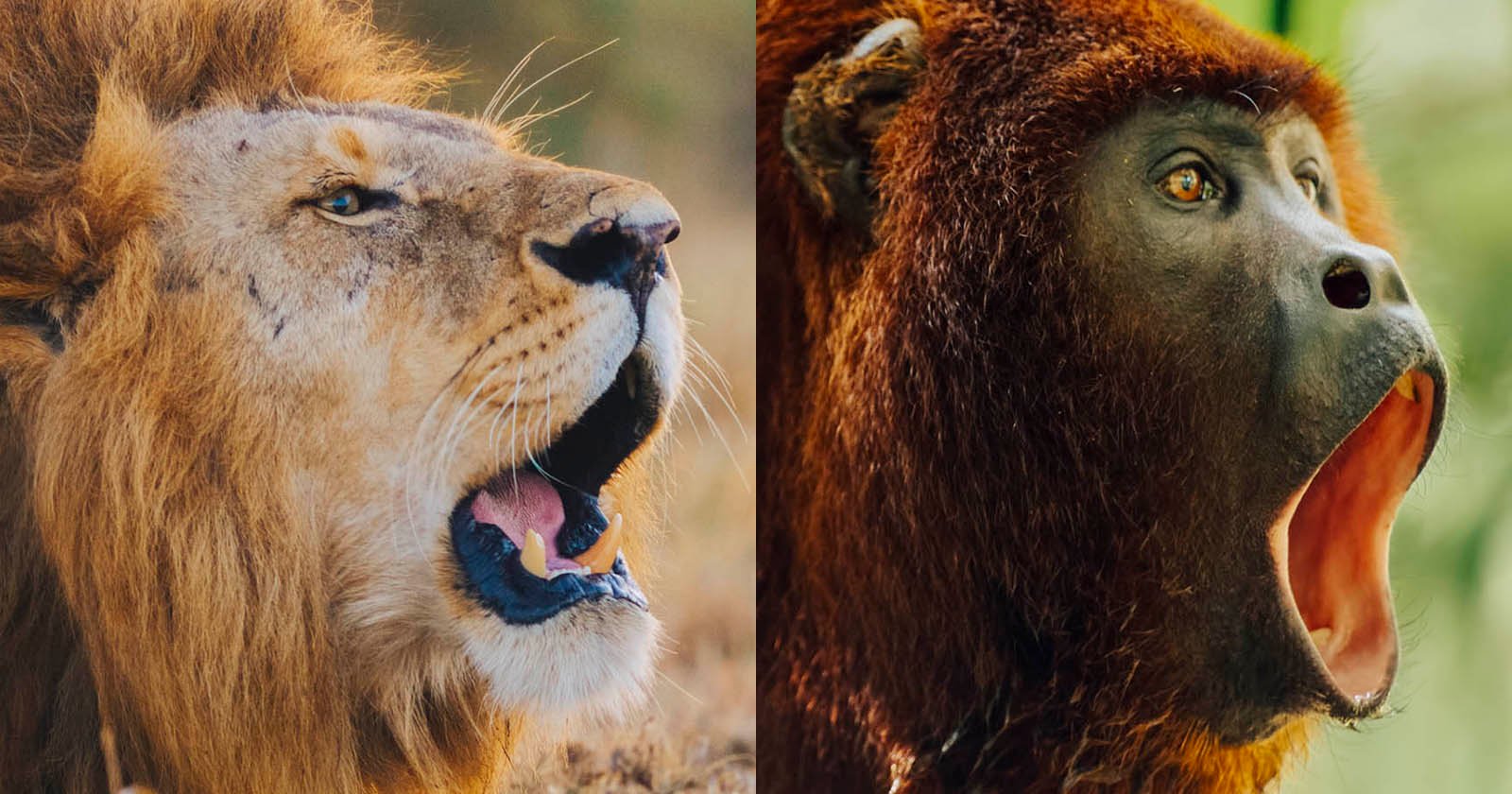 Capturer les sons de la nature pour Apple TV