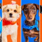 2024 Puppy Bowl XX puppies
