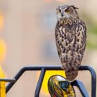 Flaco the celebrity owl dies a year after becoming beloved by New York City for zoo escape