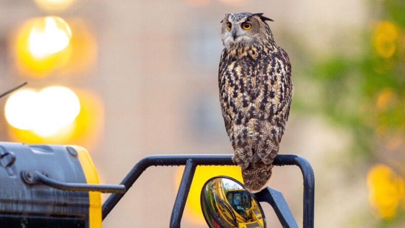 Flaco, la chouette célèbre, décède un an après son évasion du zoo de New York