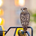 Who Freed Flaco? One Year Later, Celebrity Owl's Escape From Central Park Zoo Remains a Mystery