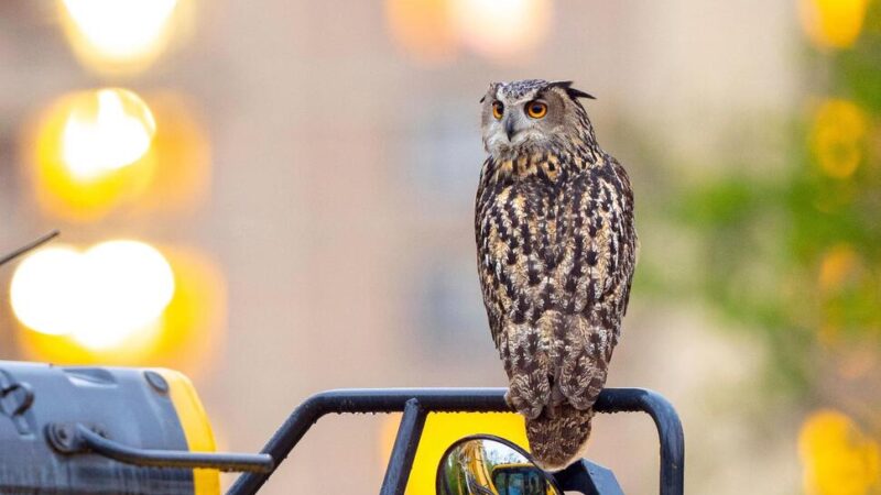 Le mystère demeure : Qui a libéré Flaco, la chouette célèbre du zoo de Central Park, un an après?