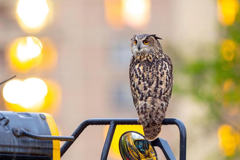 Le mystère demeure : Qui a libéré Flaco, la chouette célèbre du zoo de Central Park, un an après?
