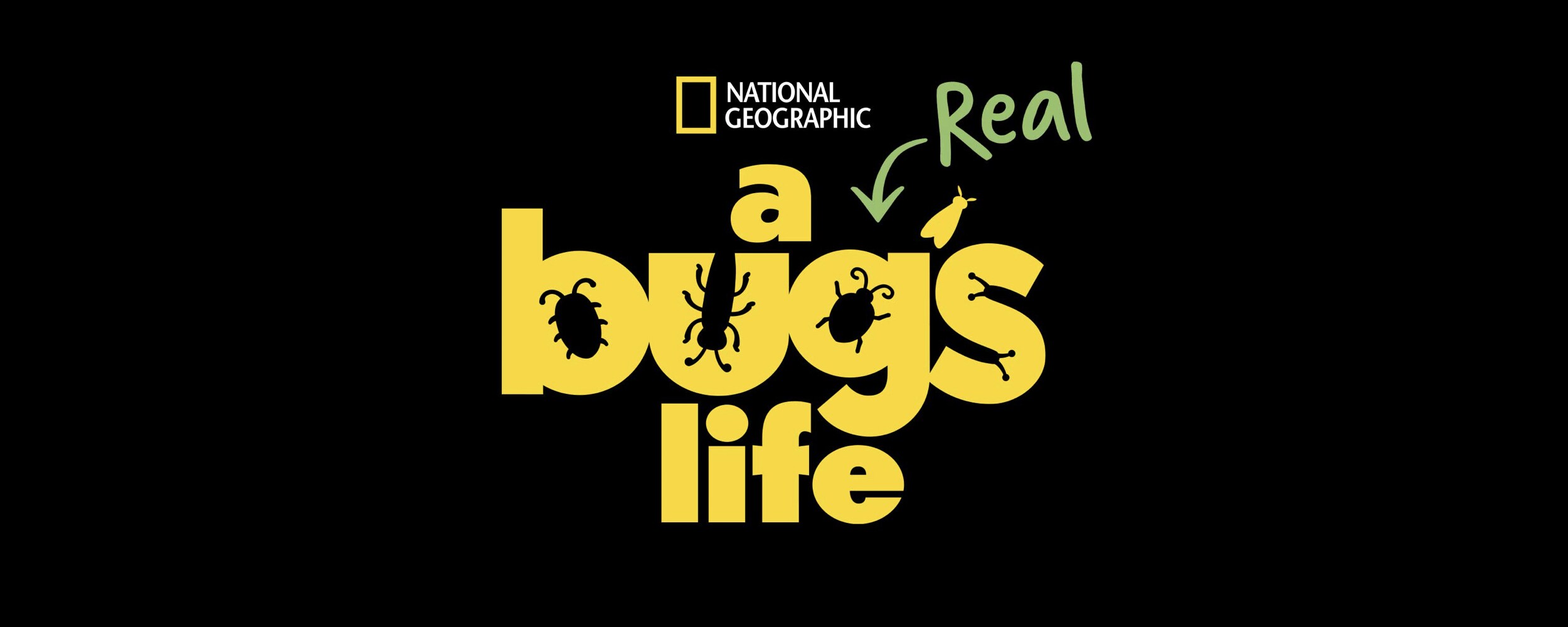 National Geographic renouvelle la série originale de Disney+ “Une vie de insectes” pour une deuxième saison