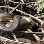New anaconda species said to be largest ever found in the Amazon