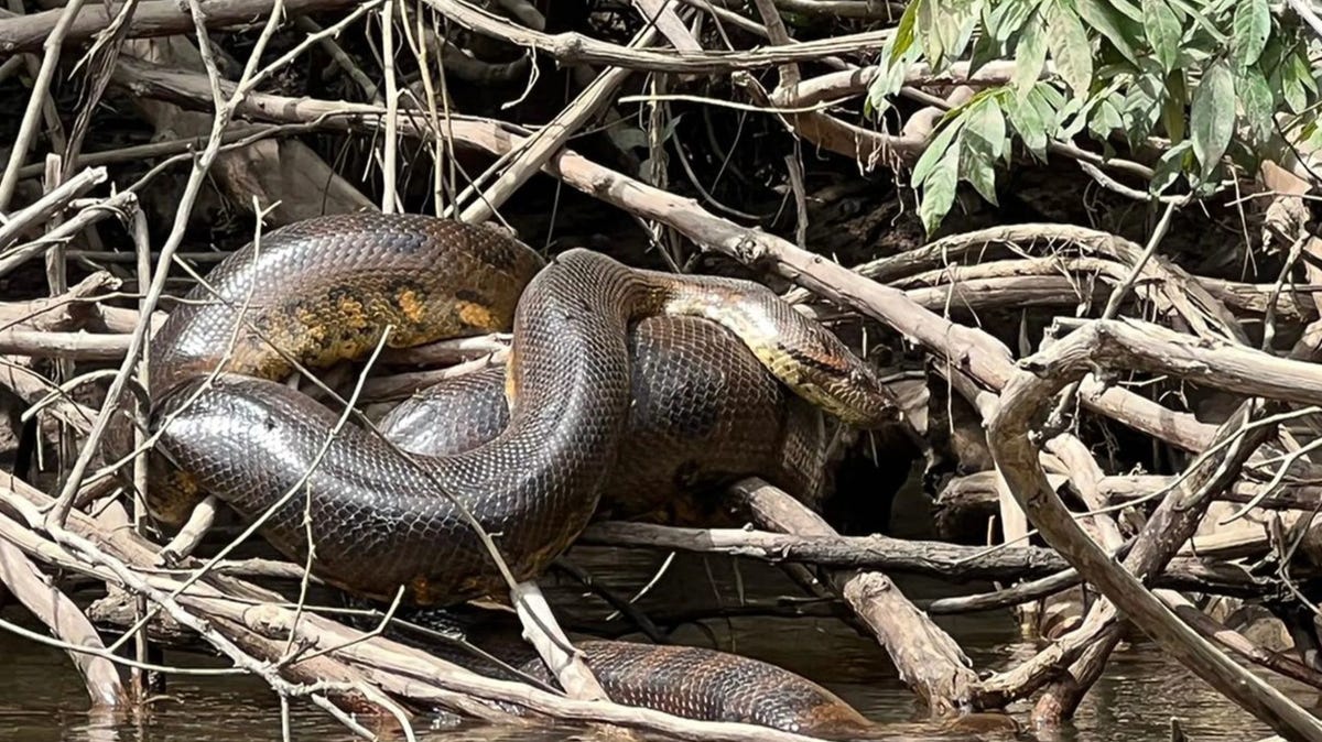 Nouvelle espèce d’anaconda découverte dans l’Amazonie, la plus grande jamais trouvée