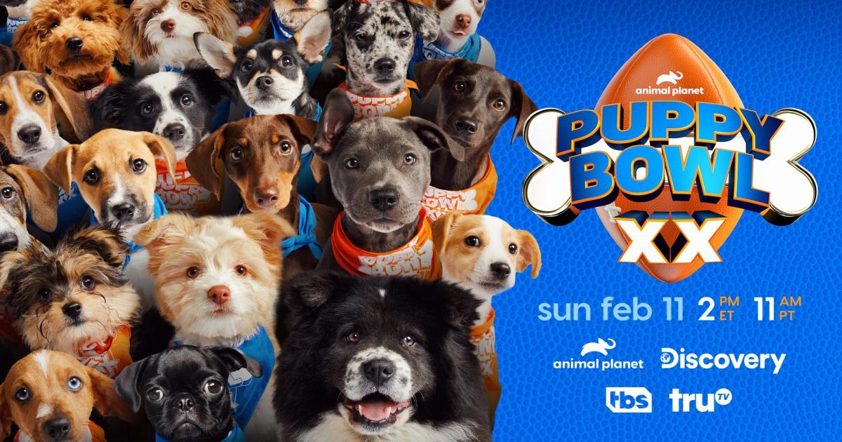 Regardez le Puppy Bowl XX – Guide complet