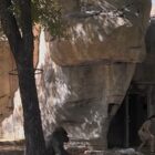 Gorilla Charges at Zookeeper and Gets in Terrifying Standoff