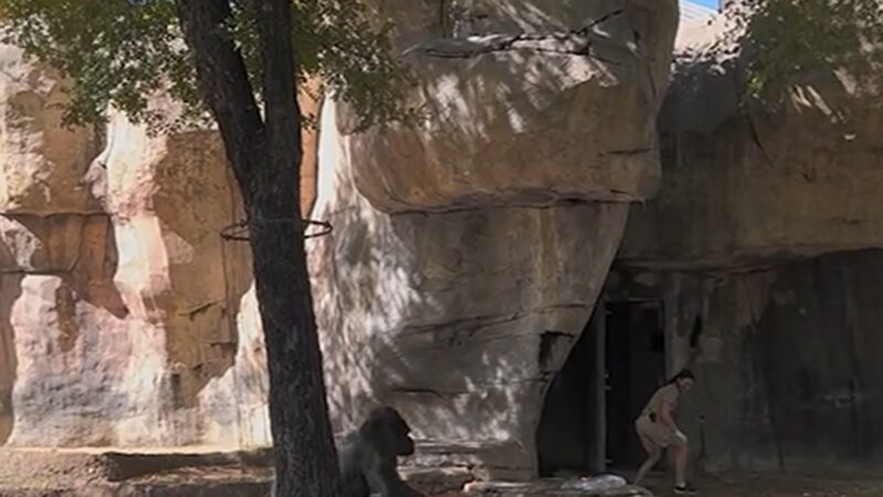 Gorille vs gardien au zoo : la vidéo choquante! Découvrez ce qui s’est passé.
