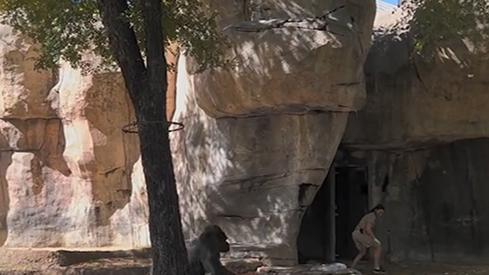 Gorille vs gardien au zoo : la vidéo choquante! Découvrez ce qui s’est passé.
