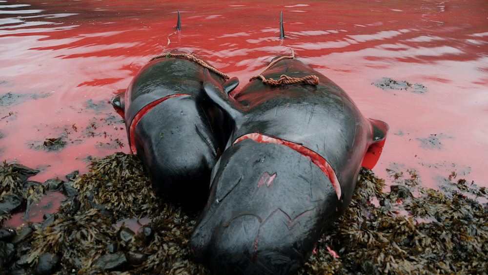 Découvrez le trailer de « A Taste of Whale » : chasse aux baleines aux Îles Féroé.