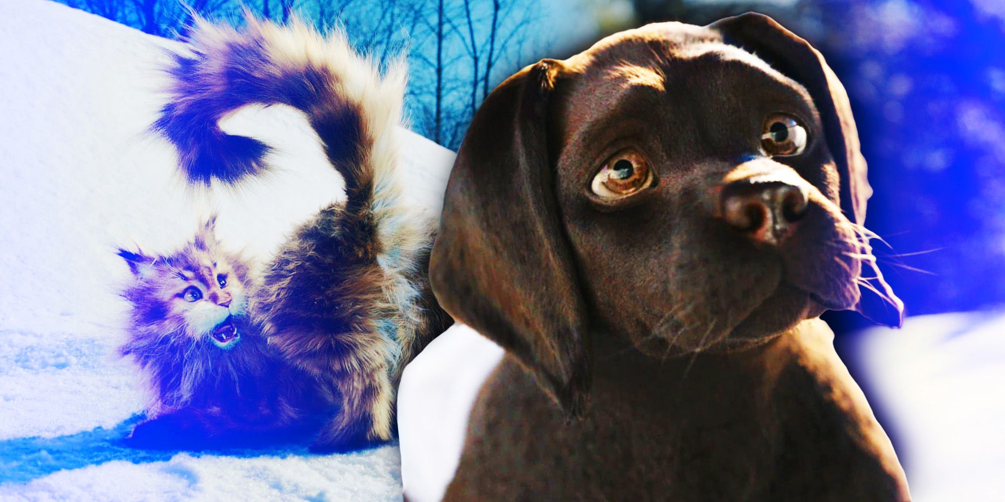 Homeward Bound: Le film à voir après Cat & Dog