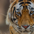 What's New on Disney Plus in April 2024