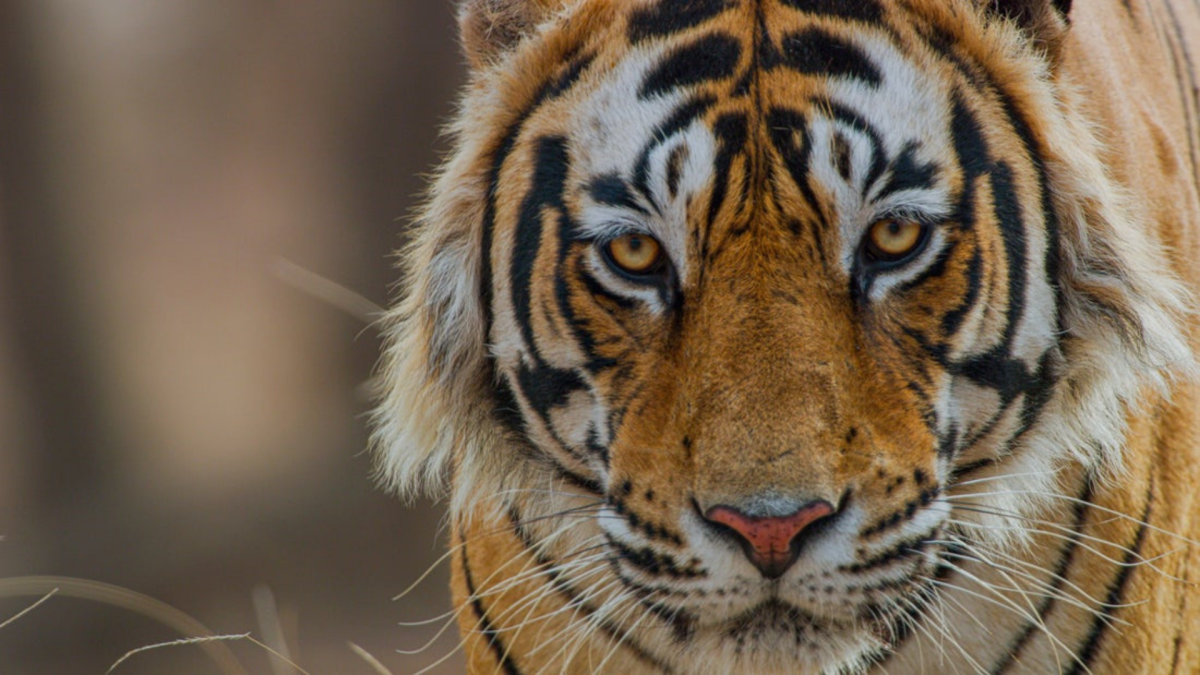 Les tigres à l’honneur sur Disney+ en avril : deux documentaires à ne pas manquer