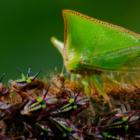 Earth’s hidden melodies captured in Apple TV+’s new series ‘Earthsounds’