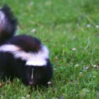 It's a 'stinky time of year' in CT. A wildlife expert explains why