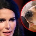 Angie Harmon's Family Dog Shot and Killed By Deliveryman