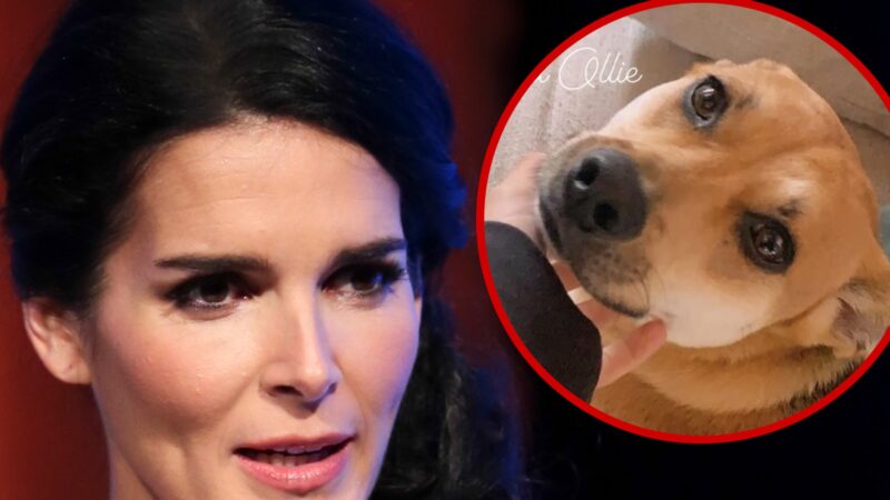 Angie Harmon dévastée : son chien abattu par un livreur, les détails choquants