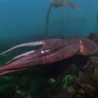 Island cinematographer dives into the world of giant Pacific Octopus for Nat Geo series