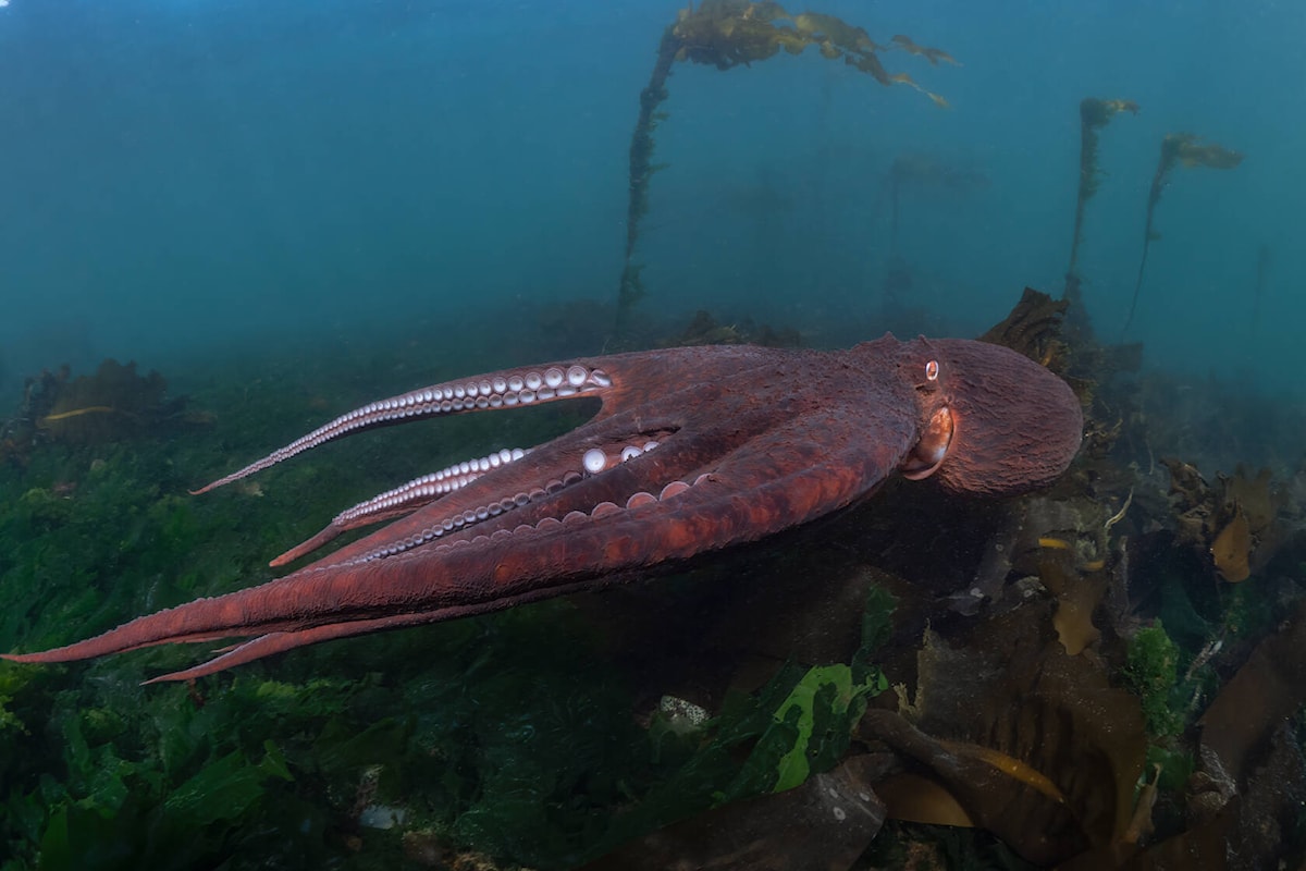 Découvrez le mystère des poulpes géants dans une série de National Geographic sur Disney+