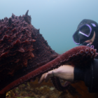 Giant Pacific Octopus featured by Vancouver Island filmmaker in new Disney+ series