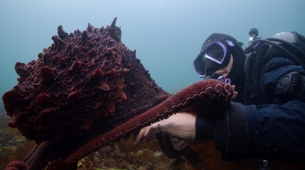Découvrez les Secrets de l’Octopus avec Maxwel Hohn et Krystal Janicki