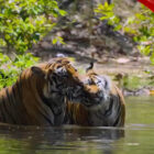 On The Red Carpet Celebrates Earth Month: A look at new films from National Geographic, Disneynature