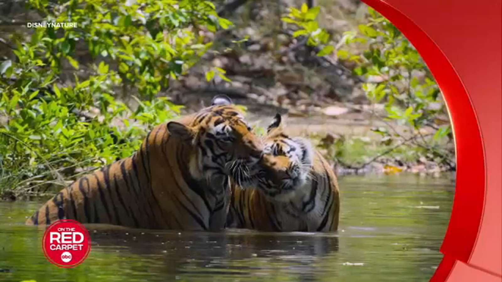 Découvrez les nouvelles séries documentaires de Nat Geo et Disneynature sur Disney+