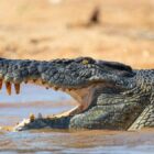 Celebrity designer faces prison for smuggling crocodile handbags