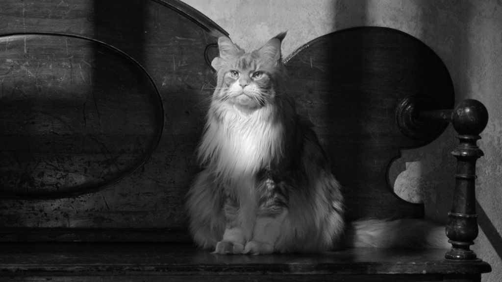 Le chat, nouveau héros du cinéma : pourquoi cette tendance ?