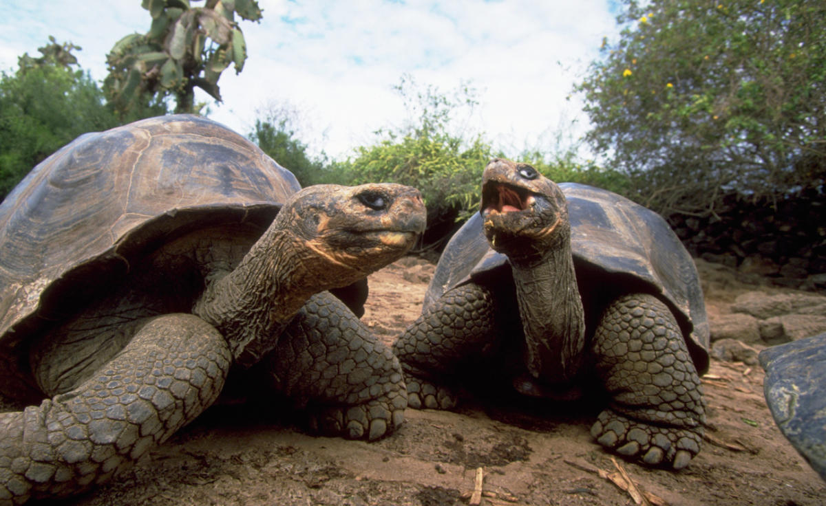 Participez au concours Disney+ pour gagner une croisière aux Îles Galápagos !