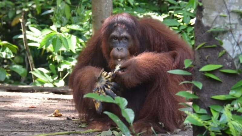 Orangutan Jungle School Season 2 maintenant disponible sur Paramount Plus