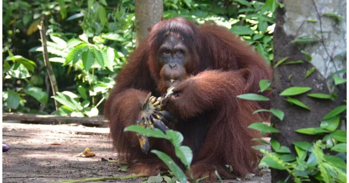 Orangutan Jungle School Season 2 maintenant disponible sur Paramount Plus