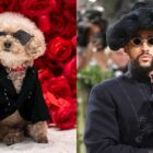 Dogs Walk Red Carpet in Celebrity Met Gala Looks
