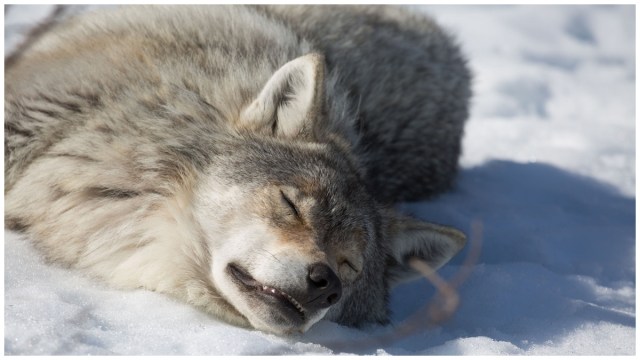 Comment regarder et diffuser en ligne le documentaire Wolf vs Bear sur Paramount Plus