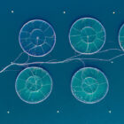 New TV Series Highlights Sustainable Aquaculture