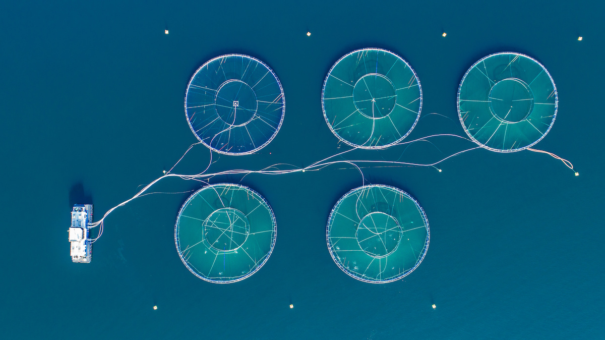 Innovation et durabilité : la série ‘Hope in the Water’ explore l’aquaculture moderne