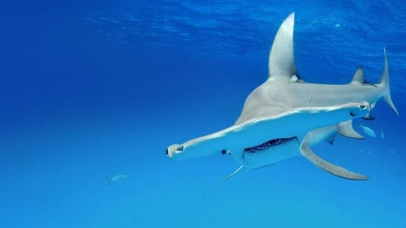 Regarder Shark Squad Saison 1: Streaming sur Paramount Plus et Peacock