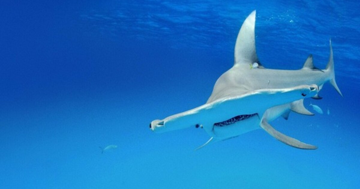 Regarder Shark Squad Saison 1: Streaming sur Paramount Plus et Peacock
