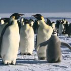 National Geographic & Disney Team Up for Immersive National Park Experience