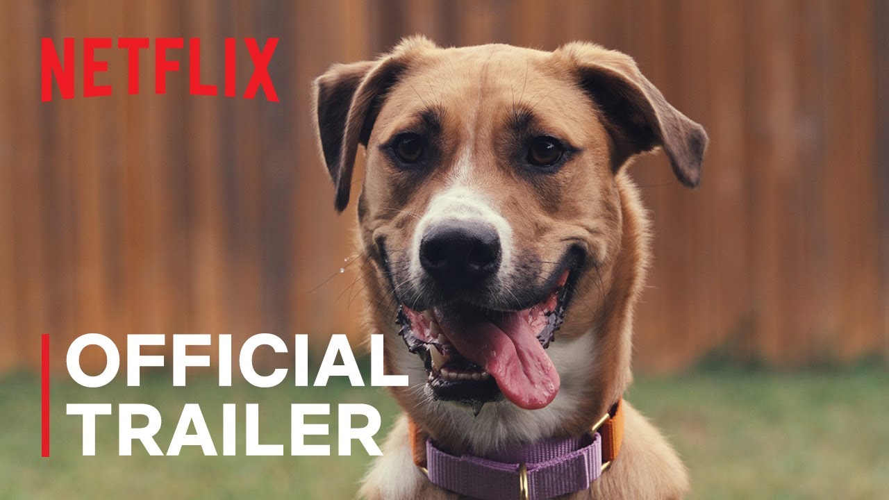 Inside the Mind of a Dog | Official Trailer | Netflix - YouTube