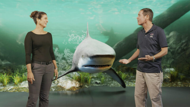 Shark Attack 360′ : le nouveau documentaire de Disney+ réalisé avec Ultimatte