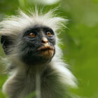Apple TV+ to Bow Docuseries ‘The Secret Lives of Animals’ Dec. 18