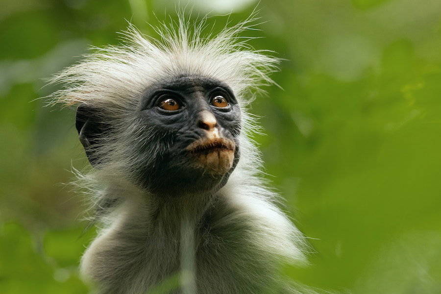 Apple TV+ lance la docuserie ‘Les vies secrètes des animaux’ le 18 décembre