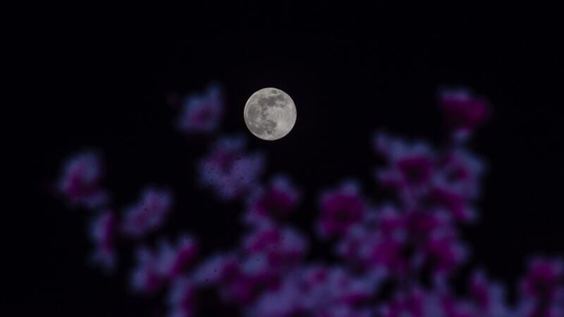 Le dernier supermoon de l’année illumine le ciel : tout savoir sur la Beaver Moon