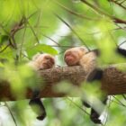 Where can I watch The Secret Lives of Animals? Watch never-seen-before animal behaviour in the celebrity-narrated show